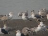 Caspian Gull at Hole Haven Creek (Steve Arlow) (54445 bytes)